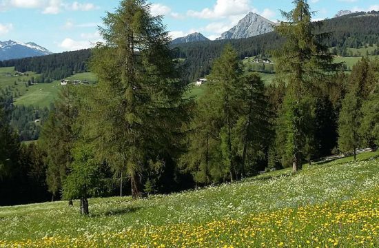 Appartments Greif in Vöran bei Meran / Südtirol