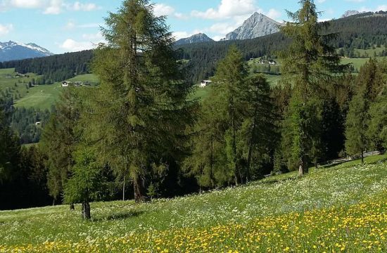 Appartamenti Greif a Verano vicino a Merano / Alto Adige 33